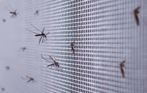 Mosquiteras en Cerdanyola instaladas en ventana moderna
